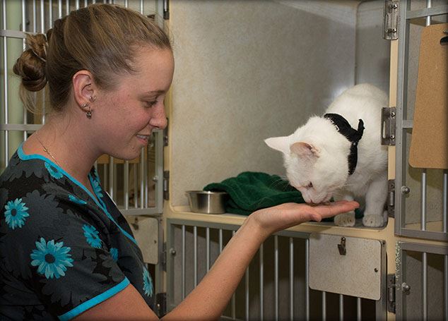Vet tech holding hand out for white cat to eat in crate