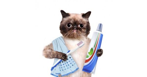 Cat with hand towel over shoulder holding toothbrush and toothpaste
