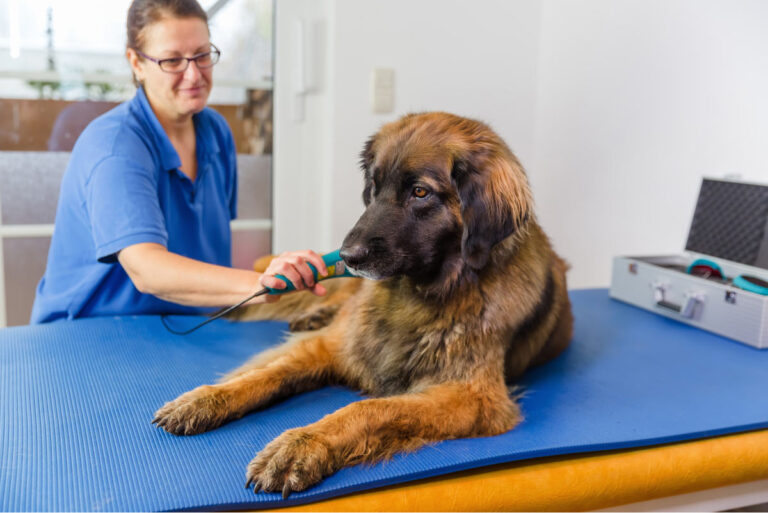 Dog receiving laser therapy