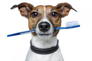 Dog holding toothbrush in mouth