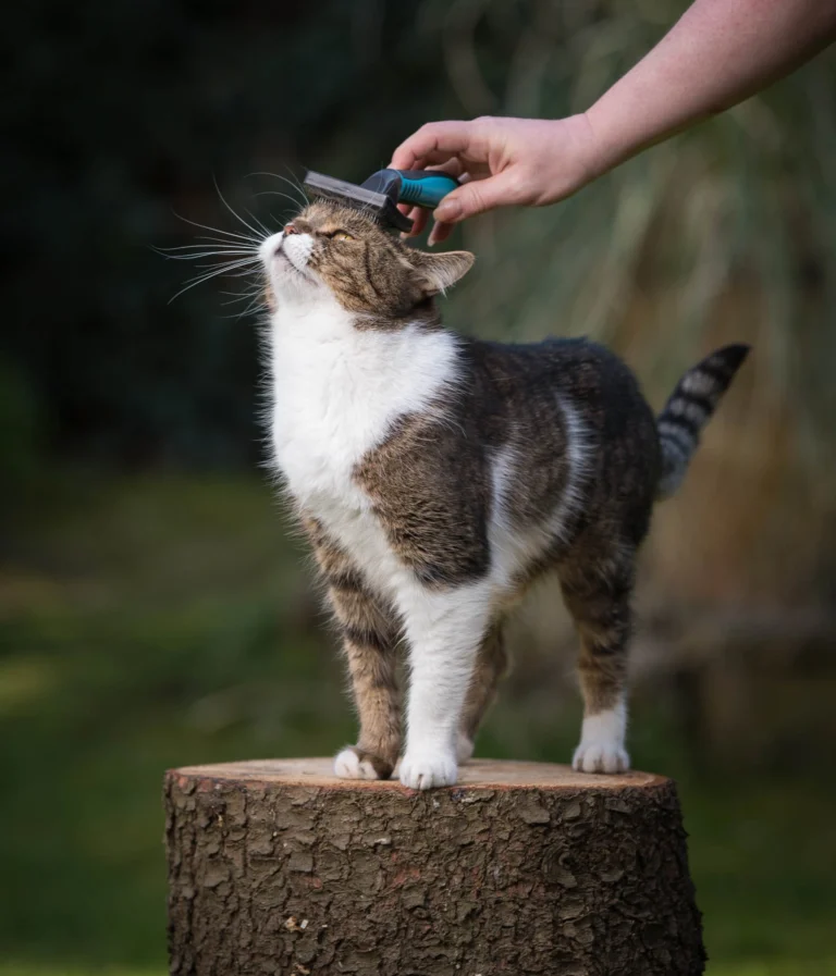 Cat being brushed on a tree stump