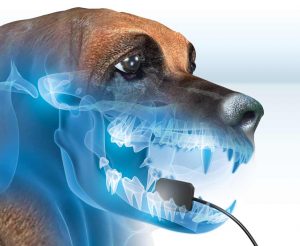 Read more about the article February: National Pet Dental Health Month