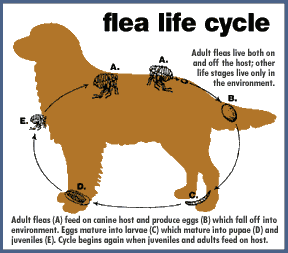 Flea Life Cycle